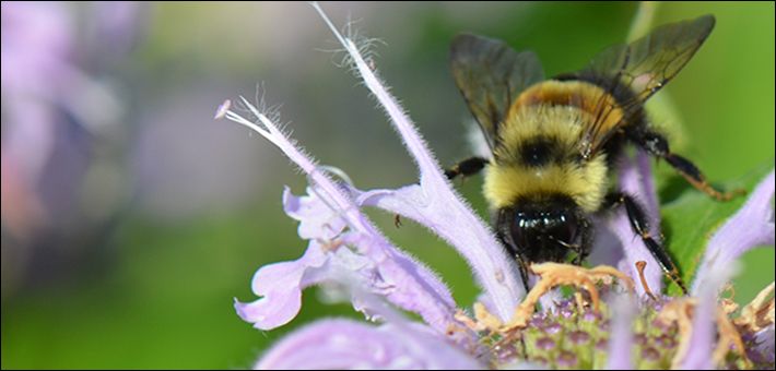 Deal halts Rockford airport's work that threatens prairie and bumble bees